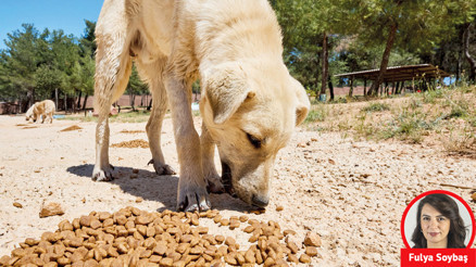 Peki şimdi ne olacak