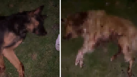 Köpekler çöp kovasında ölü bulundu | Vahşet sonrası valilikten açıklama