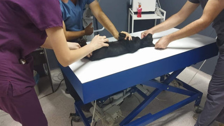 Kedileri av tüfeği ile öldüren cani için 3 yıla kadar hapis istendi