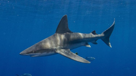 Sahilde korku dolu anlar: 1 ölü