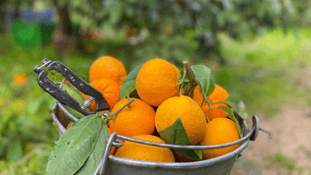 Havran mandalinası için hasat zamanı