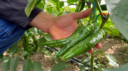 ‘En acı biber’in hasat zamanı