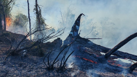 Artvin’de örtü yangını ormana yayıldı