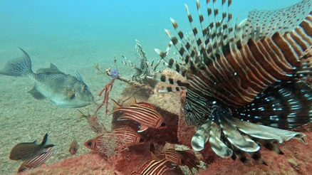 Akdenizde balıklar arasında rekabet: Kızıldeniz türleri yerli türleri baskılıyor Çözümü yok zamanla denge oluşacak