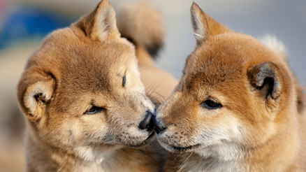 Evcil hayvan klonlama modası büyük riskler taşıyor