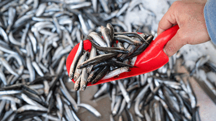 Aralık ayında hangi balıklar yenir Aralık ayında taze olarak tüketebileceğiniz balıklar