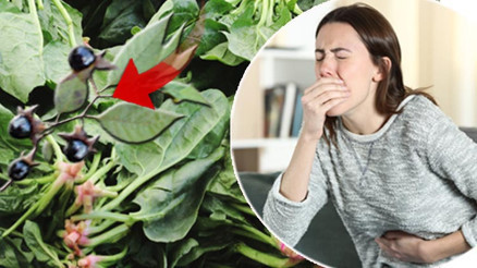 Güzelavrat otu, ıspanak yapraklarının arasına karışıp zehirliyor Kökleri yoksa almayın Ciddi vakalarda nöbet ve koma gelişebilir