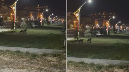 Bayburtta iki tilki birbirleriyle oyun oynarken görüntülendi