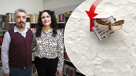 İlk kez Diyarbakırda bulundu: Işık tuzağıyla yakalandı | Keşfedilen bu türe eşinin adını verdi: En büyük destekçimdi, teşekkür etmek istedim