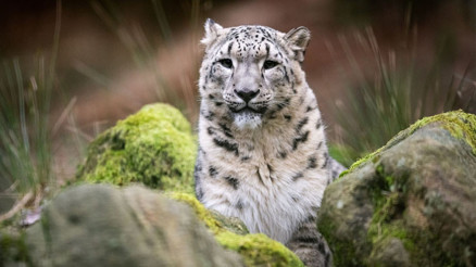 Kar Leoparı heyecanı