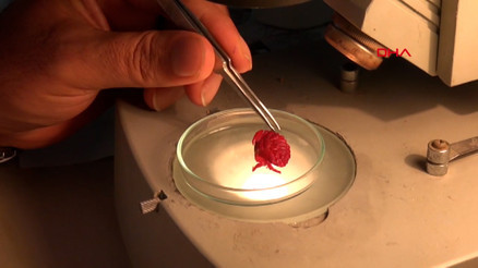 Türkiye kıyılarında ilk kez Hint-Pasifik kökenli ‘Liomera rugipes’ adlı yengeç görüldü