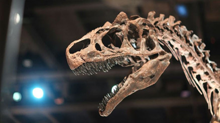 İtalyada tarihi keşif: 210 milyon yıl öncesine ait