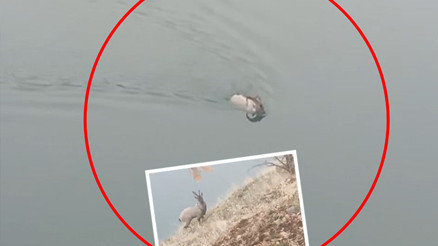 Bingölde kameralara yansıdı: Karşı kıyıya yüzerek geçti, gözden kayboldu