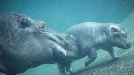 Yavru su aygırının ismi belli oldu