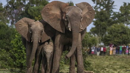 Hindistanda filler köye saldırdı: 4 kişi öldü