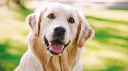 Poni’nin velayeti belli oldu Hafta içi ‘baba’da hafta sonu ‘anne’de Poni’nin velayeti belli oldu Hafta içi ‘baba’da hafta sonu ‘anne’de