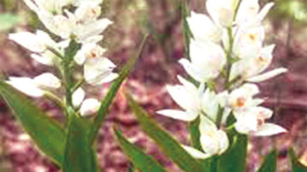 Biyokaçakçılara göz açtırılmadı