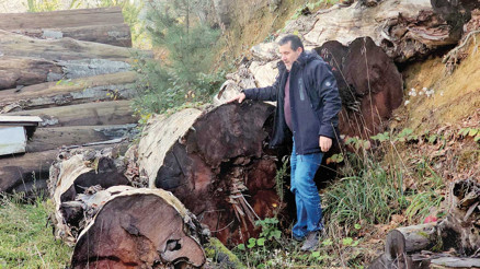 1183 yaşındaki bir ağacın hikâyesi
