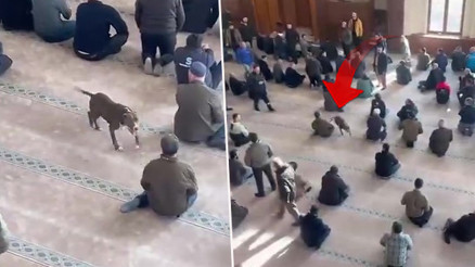 Camiye pitbull girdi Vatandaşlar büyük korku yaşadı
