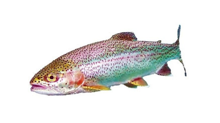 Alabalık ile gelen güzellik