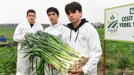 Osmangazi’de pırasa hasadıyla doğallık sofralara taşınıyor