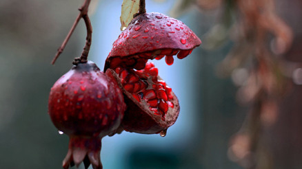 Nar kırma ritüeli nedir, ne zaman 21 Aralık nar kırma ritüeli nasıl yapılır, ne söylenir Bereketi simgeliyor…