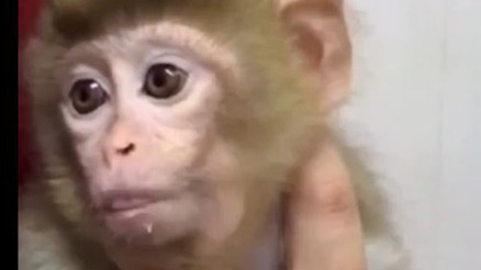 Denetimde yavru makak maymunu ele geçirildi