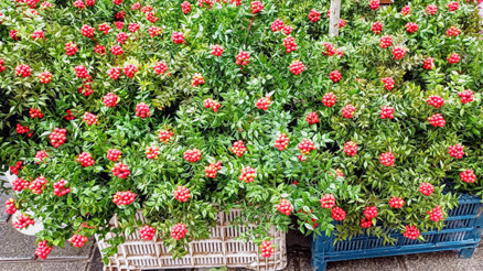 Kokina nasıl bakılır, suya konur mu Kokina çiçeği ne demek, anlamı nedir Bolluk ve şansın simgesi olarak görülüyor