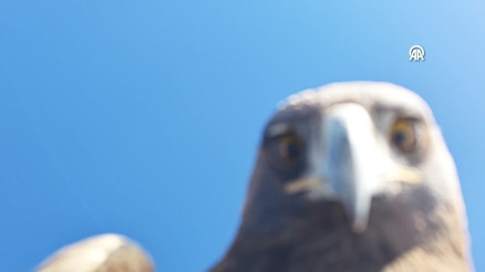 Kartalın dron avına tanıklık eden doğa tutkunu o anları anlattı
