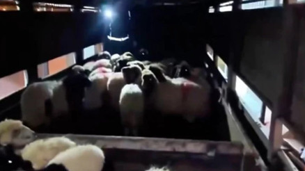 Uyuşturucuyu küçükbaş hayvanların karın boşluklarının içine gizlemişler