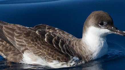 Türkiyede ilk kez görüntülendi: Okyanuslarda yaşayan çok nadir bir tür
