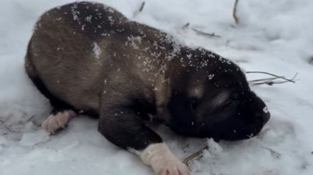 Görüntüleri sosyal medyada paylaşmıştı… Yavru köpeğe eziyete tutuklama