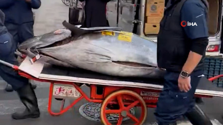 Japonya’daki balık mezatında dev orkinos 3,2 milyon dolara satıldı