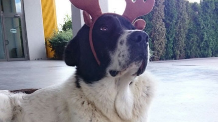 Matmazel’e ne oldu