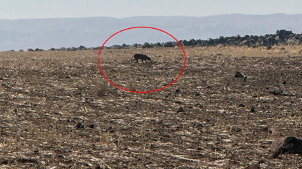 Bu kez Şırnakta görüntülendi Görüldüğü yerlerde vatandaşlar bilgilendirilmeli