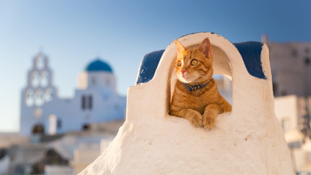 Ege’nin saklı cenneti: Ücretsiz konaklamayla kedilerle tatil Ege’nin saklı cenneti: Ücretsiz konaklamayla kedilerle tatil