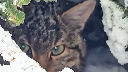 Boluda karla kaplı ormanda fotokapanla görüntülendi