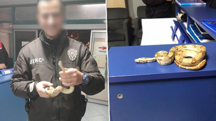 Mısır yılanını eline aldı kafede dolaşmaya başladı: 11 bin 977 lira ceza yedi Mısır yılanını eline aldı kafede dolaşmaya başladı: 11 bin 977 lira ceza yedi