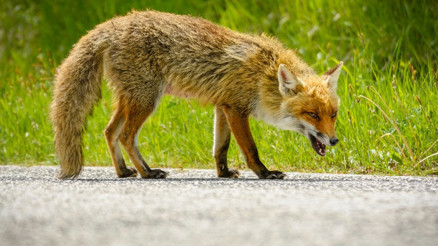 Uzmanlar vahşi hayvanlarla temas konusunda uyarıyor: Sakın ellemeyin
