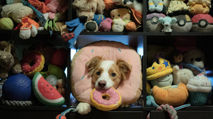 Kulak misafiri köpekler daha zeki olabilir