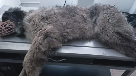 Otomobilin ezdiği köpeğin vücudunda yüzlerce saçma izine rastlandı