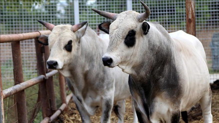 Besi hayvanları zincire vurulmasın