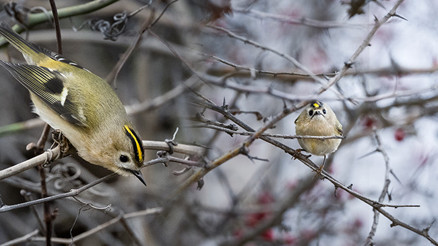 Türkiye ve Avrupanın en küçüğü: Bursada görüntülendi