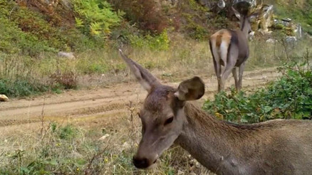 Bursada fotokapana takıldılar: Doğanın içinden, en doğal haliyle