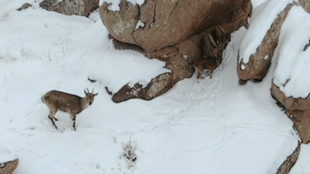 Sivasta karla kaplı kayalıklarda dolaşan dağ keçileri görüntülendi