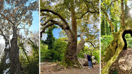 İstanbulun tarihine tanıklık eden asırlık çınarlar