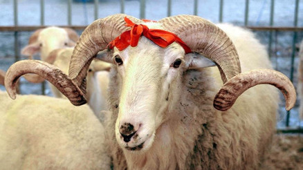 Kurban Bayramı 2026 ne zaman, hangi ayda Kurban Bayramı tatili kaç gün Diyanet dini bayramlar 2026