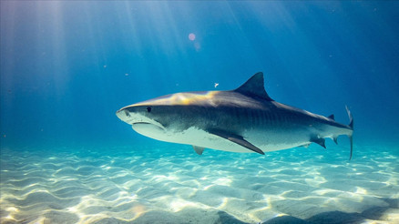 Köpekbalığı dehşet saçtı: 12 yaşındaki çocuk öldü