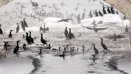 Kızılırmak’ta ‘karabatak’ şöleni