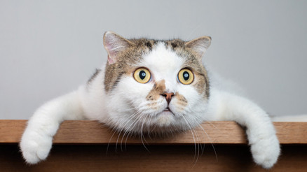 Kedi tazminatı